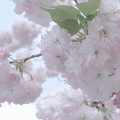 曹妃甸福瑞交流群